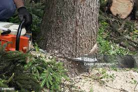 Reliable Genoa City, WI Tree Care Solutions